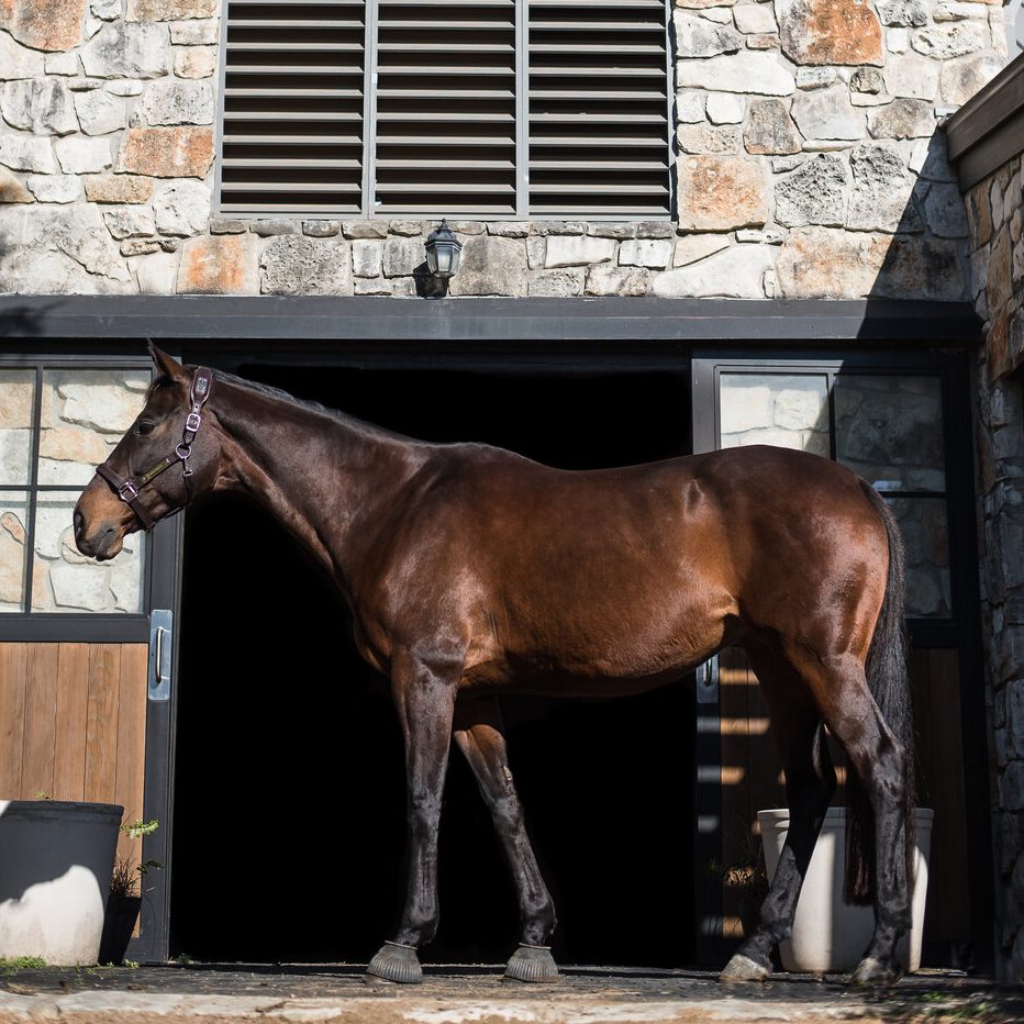 Bay Thoroughbred horse stands in front of an architectural barn design