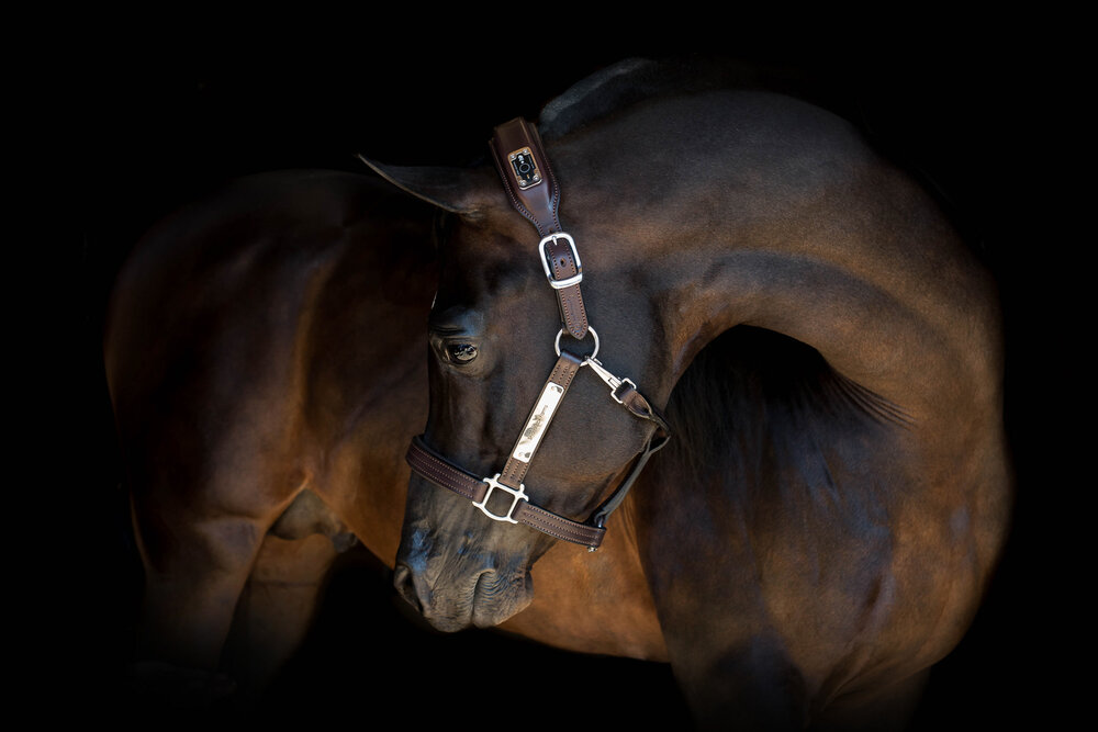 bay-arabian-stallion.jpg