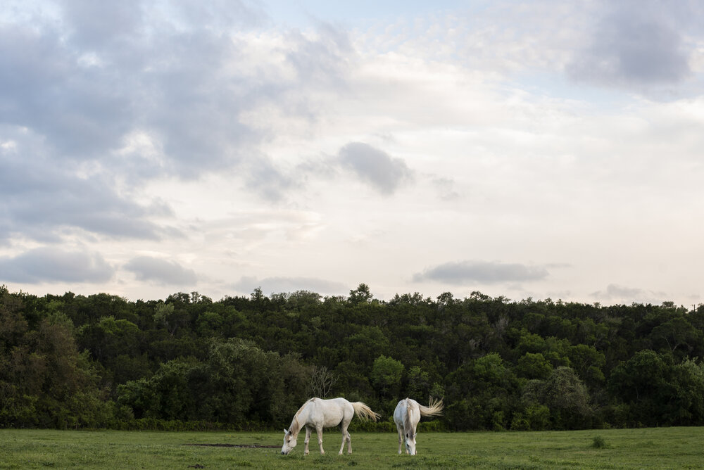grey-horses-at-sunset.jpg