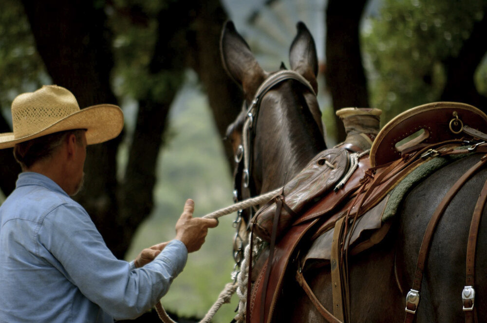 Texas-cowboy-and-mule.jpg