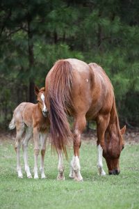 red roan mare and red roan filly