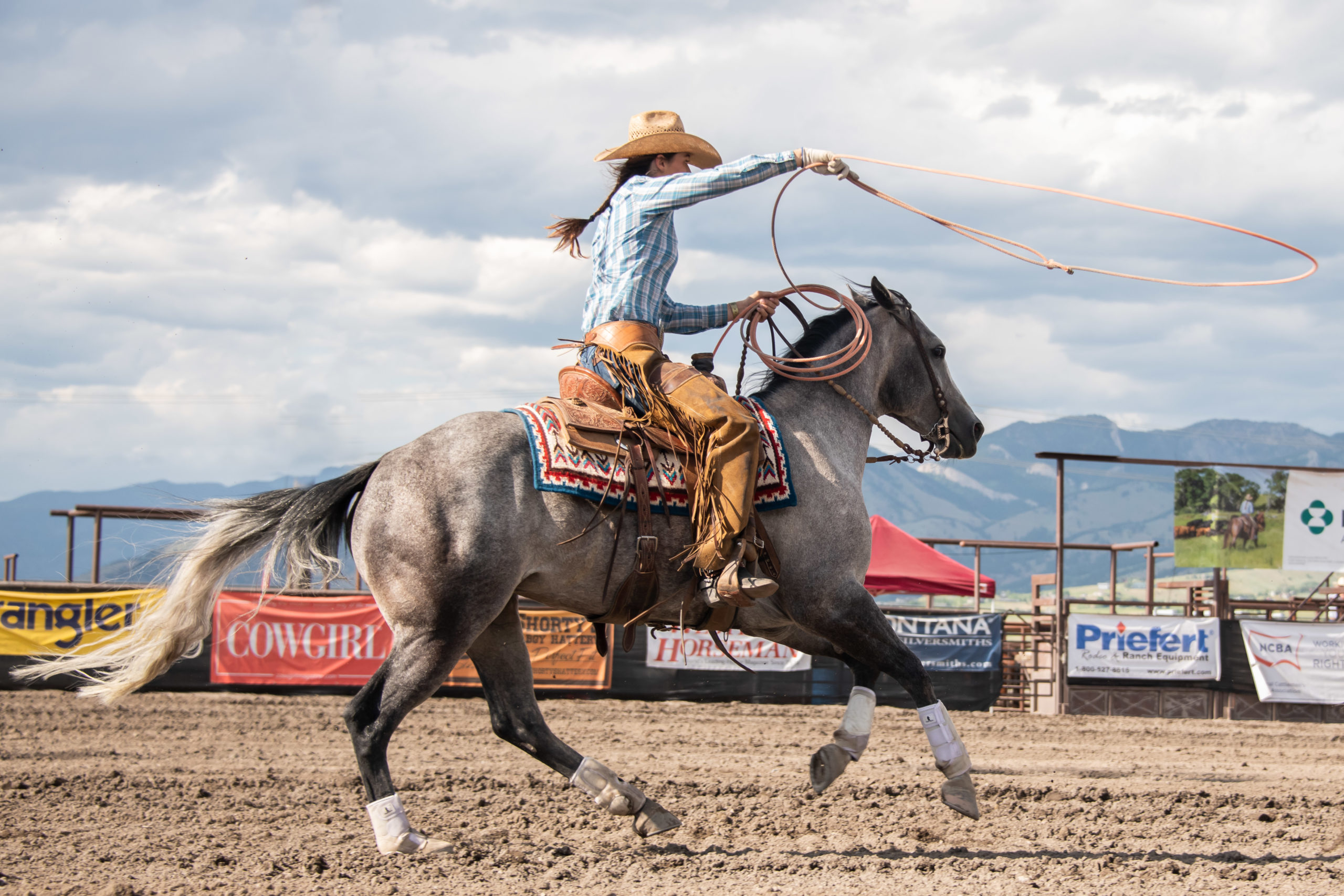 Cowgirl on a grey horse gallops after a steer with her rope ready during a ranch rodeo in Montana at the Art of the Cowgirl event.