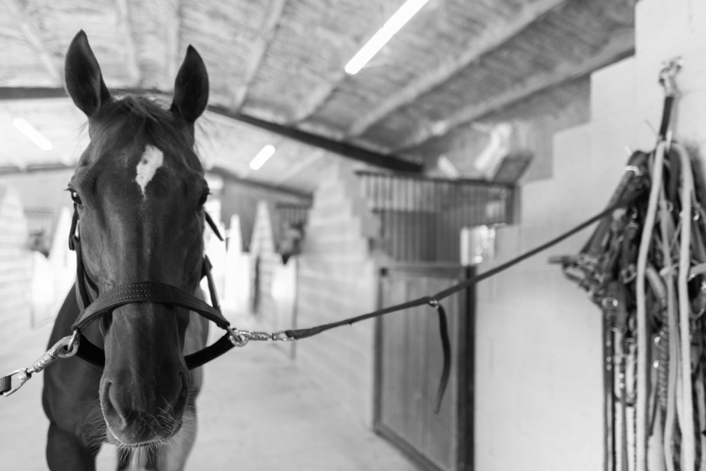A perky horse stands in cross ties of a barn