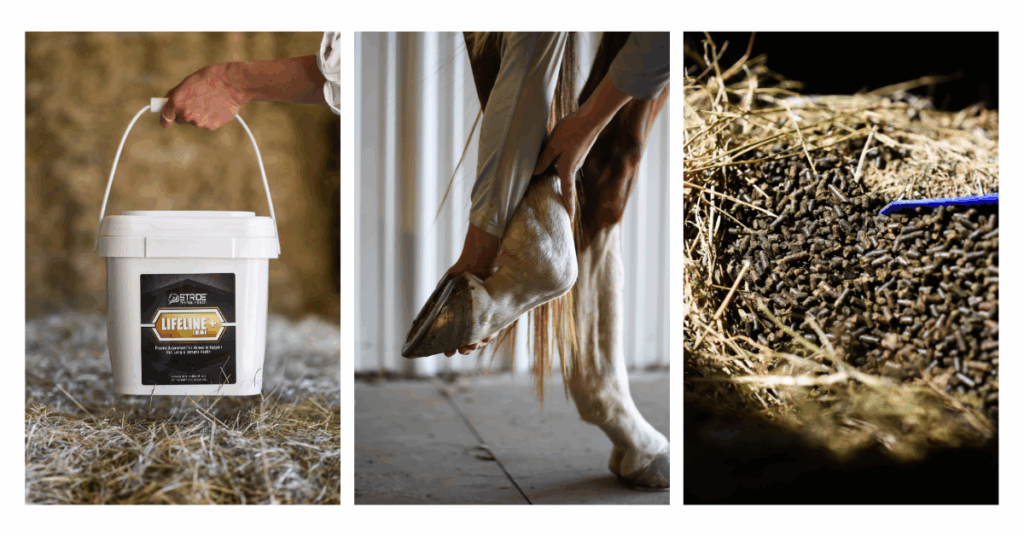 Professional branding photo of an equine feed product captured outdoors near Fort Worth, Texas