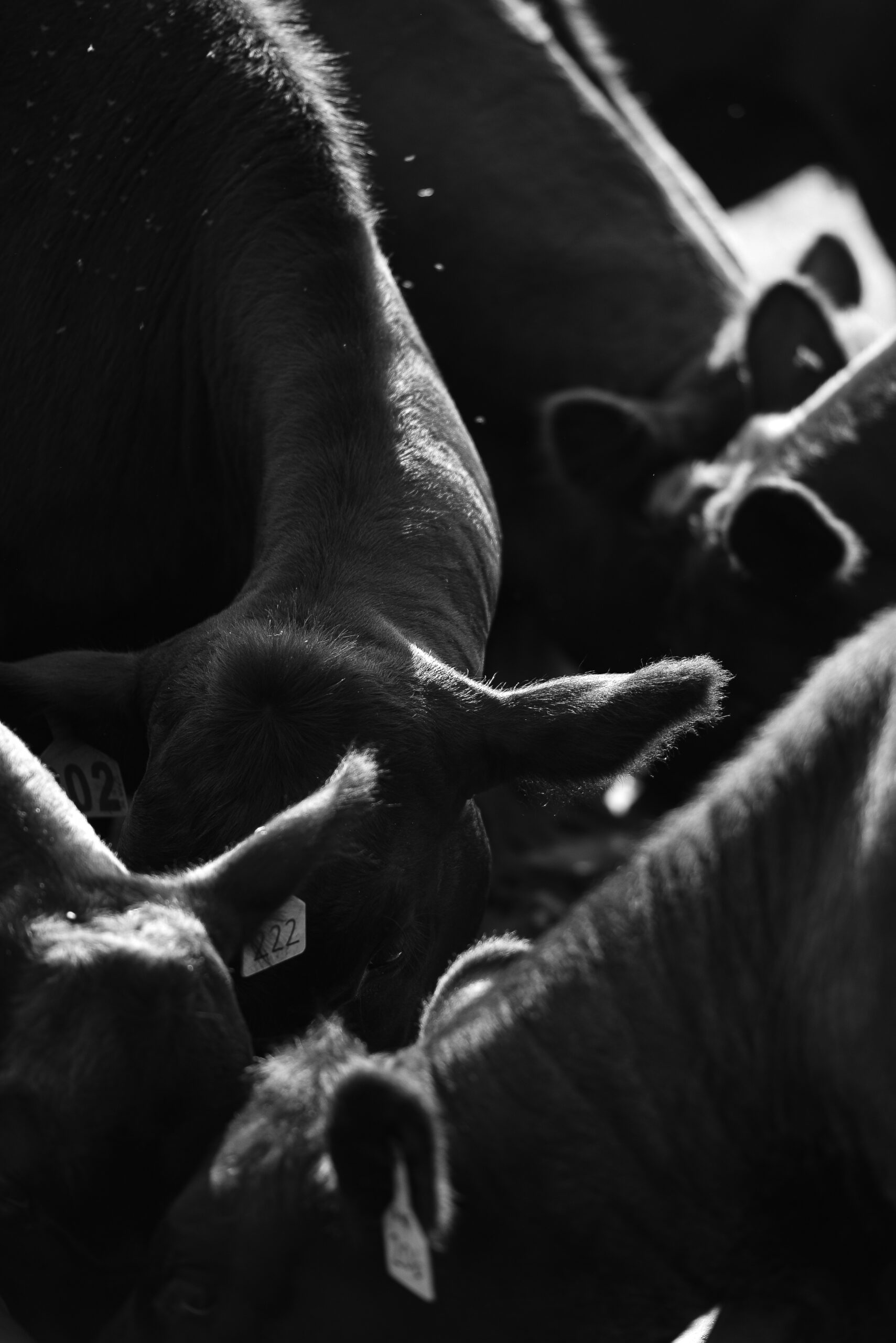 Black Angus beef farm for marketing small business