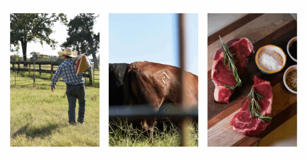 Authentic branding photos of ranchers working with cows for Fort Worth agriculture marketing