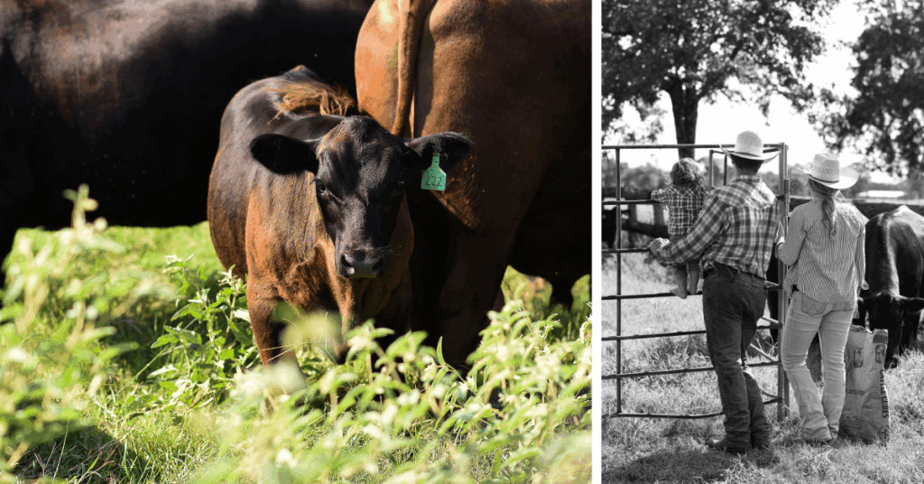 Lifestyle branding photography highlighting family ranchers and sustainable beef business